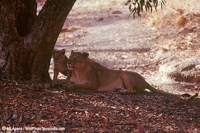 Asiatic lion