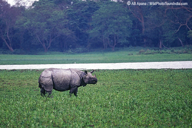Indian Rhinoceros