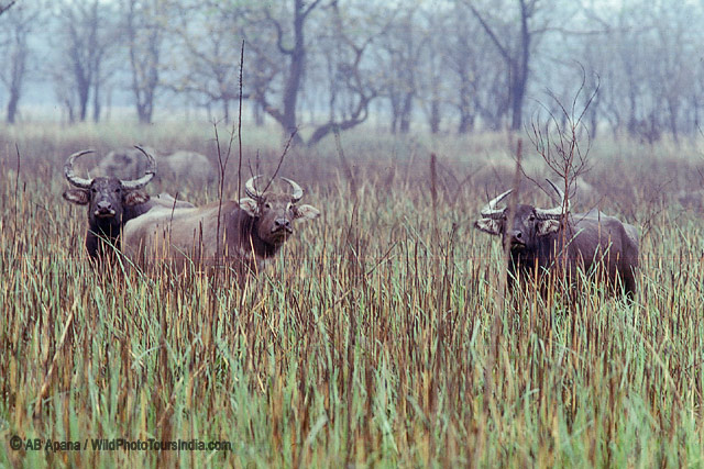 Asiatic Wild  Buffalo