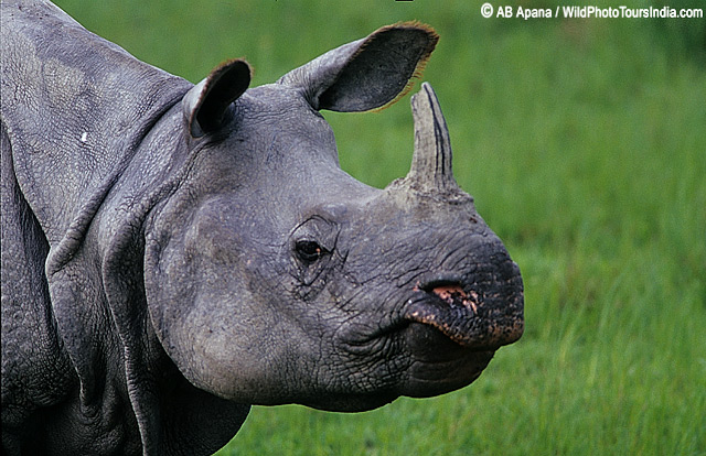 Greater One-horned rhinoceros