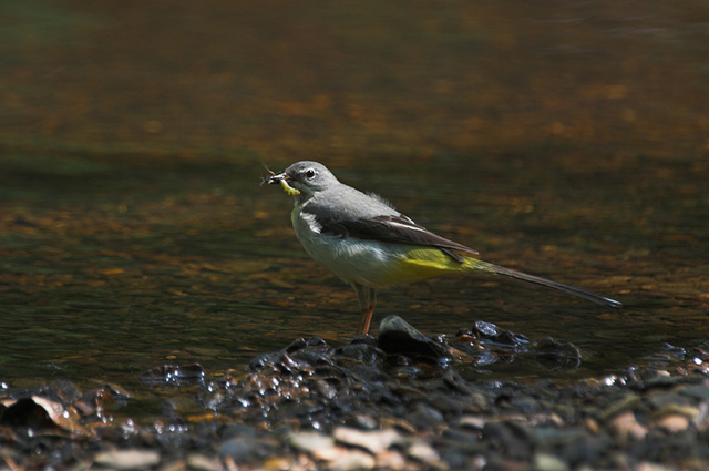Grey Wagtail (Motacilla cinerea) with food