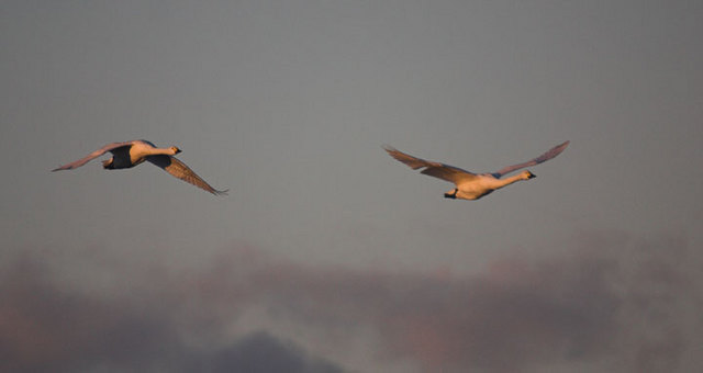 Bewick's Swans (Cygnus columbianus)