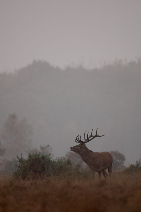 Red Deer Stag