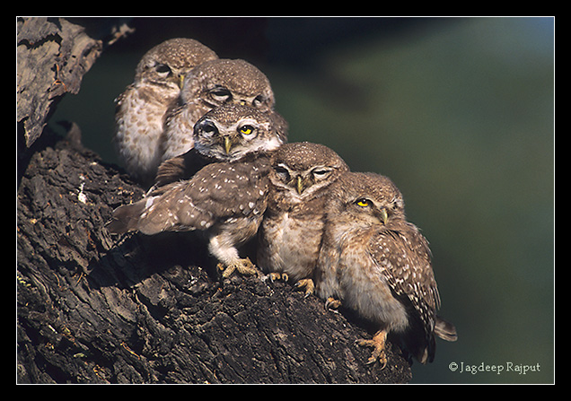 Spotted Owlettes at tha roost - Keoladeo National Park, India.