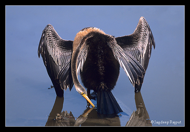 Indian Darter drinking water - Keoladeo National Park, India.