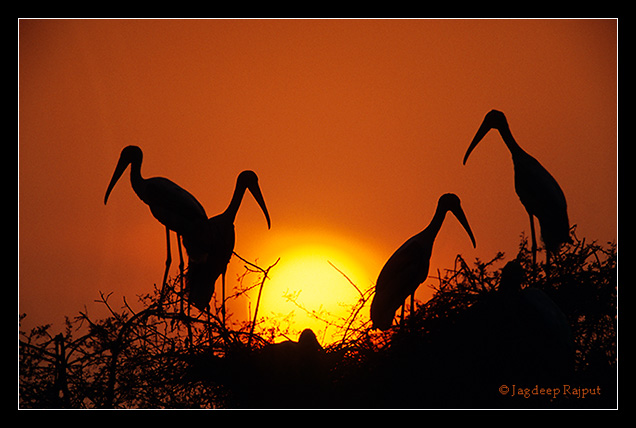 Nesting Painted Storks at sunset - Keoladeo National Park, India.