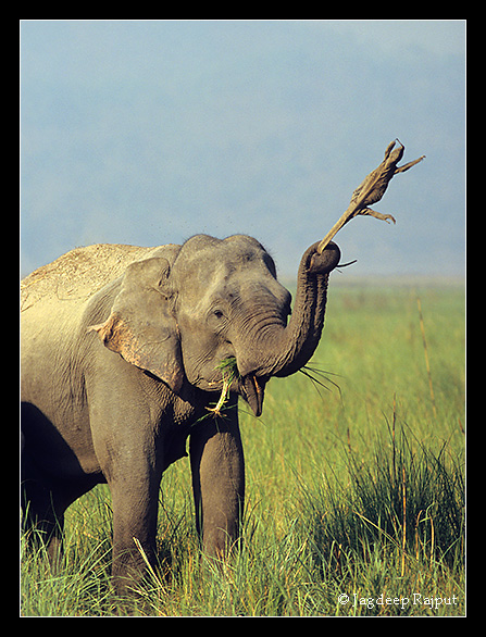 Indian Elephant tossing Monitor lizard - Corbett National Park, India.