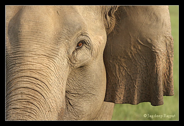 Indian Elephant - a close up - Corbett National Park, India.