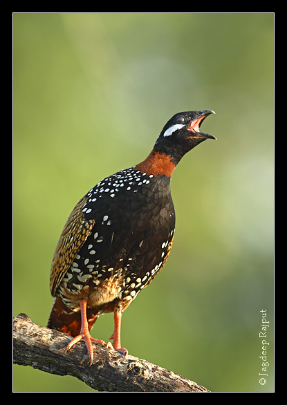 Black Partridge giving territorial call 2 - Corbett National Park, India.