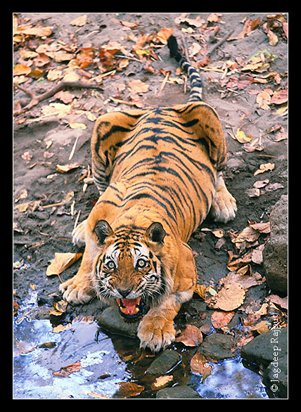 Charger, the most agressive male Tiger defending waterhole - Bandhavgarh NP.