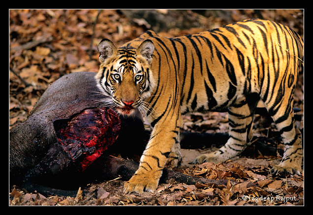 Royal Bengal Tiger on the Bluebull kill - Bandhavgarh National Park, India.