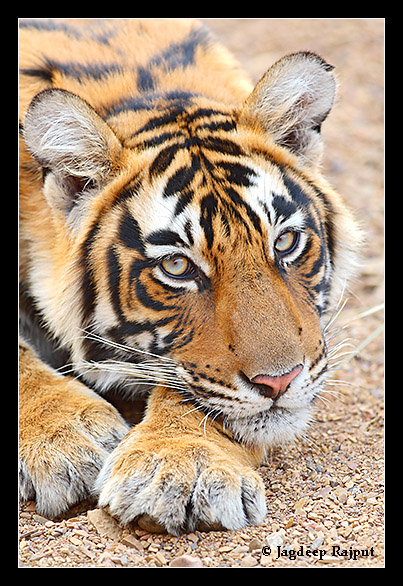 Royal Bengal Tiger - a portrait - Ranthambhor National Park, India.