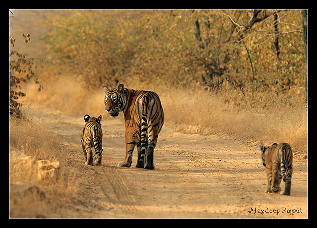 Royal Bengal Tigress communicating with the cub - RNP India.