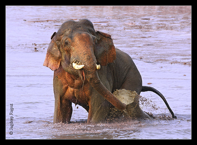 Bull Elephant taking bath in the river Ramganga