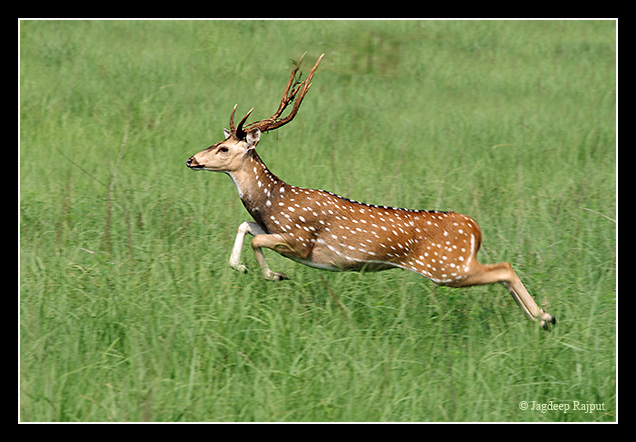 Chital Stag leaping