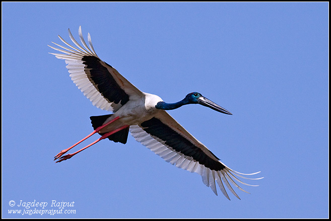 Blacknecked Stork