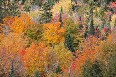 Brilliant Fall Canopy