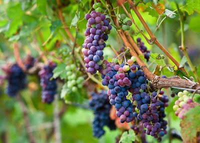 Grapes on the Vine
