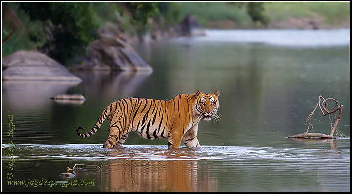 Male Tiger in the Ramganga river