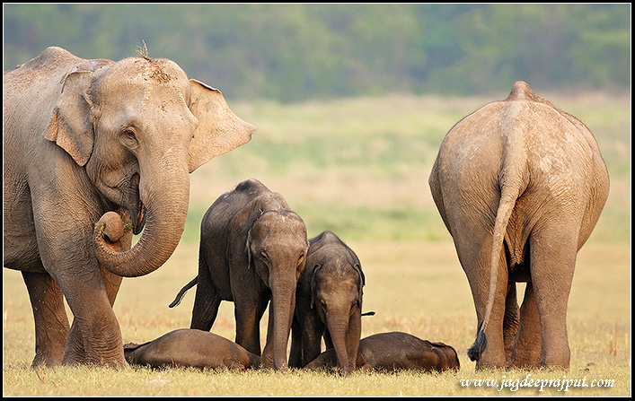 Indian Elephants guarding sleeping calves