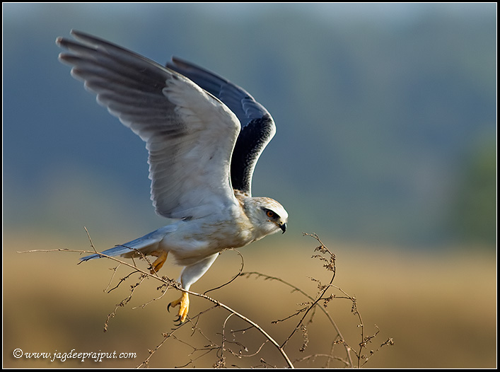 Black-winged Kite taling off
