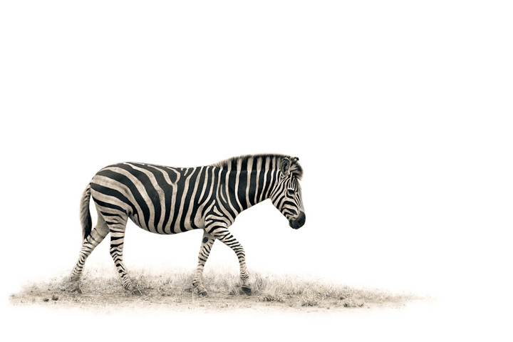 The Zebra II