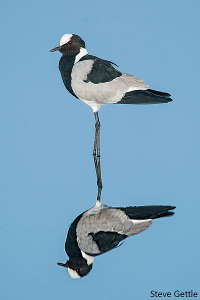 Blacksmith Plover
