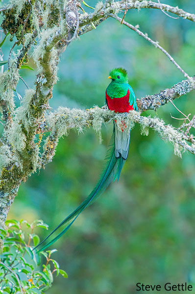 Resplendent Quetzal