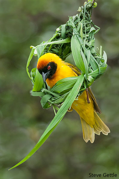 Speke's Weaver Building Nest