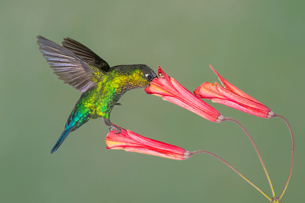 Fiery-throated Hummingbird Sipping Nectar