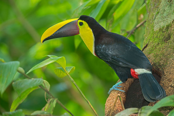 Yellow-throated Toucan