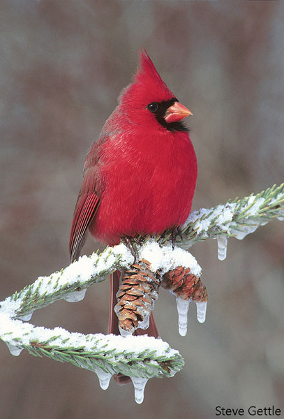 Northern Cardinal