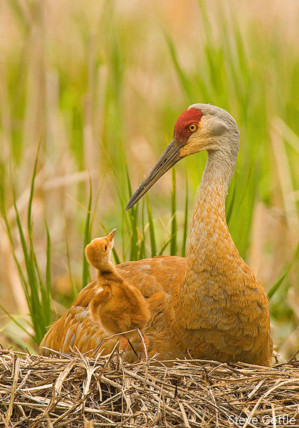 Sandhill Crane with Newborn Chick