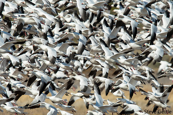 Snowstorm Snow Geese
