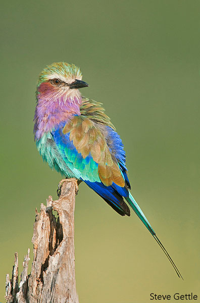 Lilac-breasted Roller