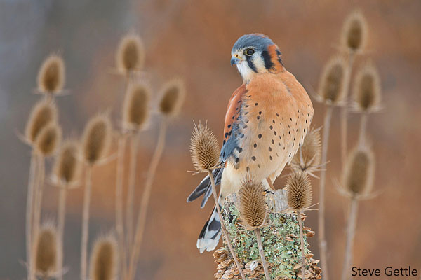 Kestrel CC