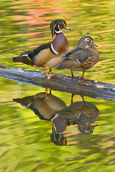Wood Duck Pair with Fall Color