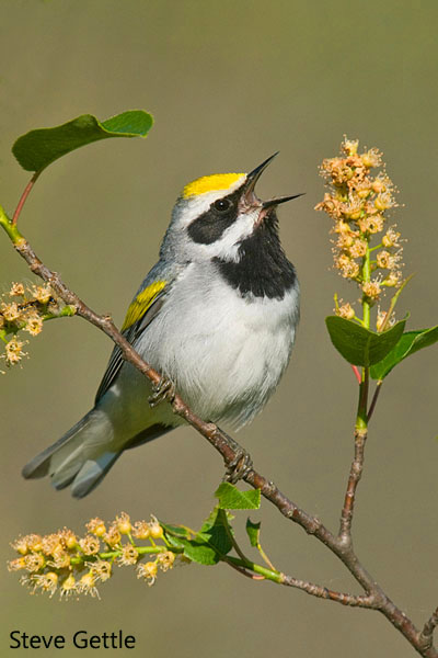 Golden-winged Warbler in Song