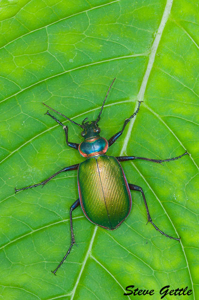 Catepillar Stalker Beetle