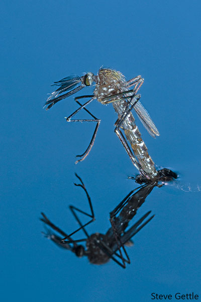 Mosquito Hatching 