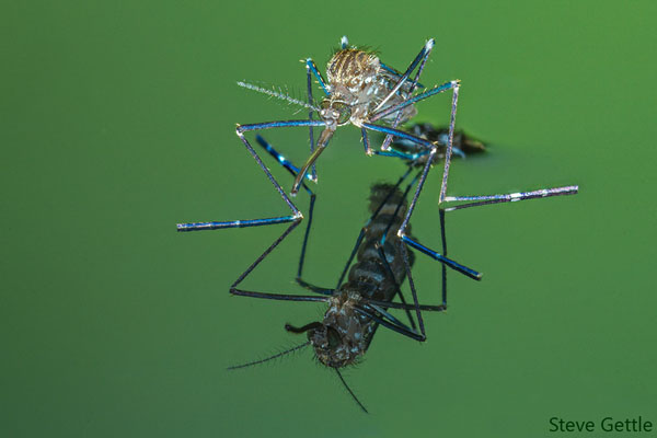Mosquito Hatching 
