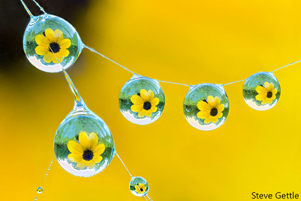 Brown-eyed Susan Drops