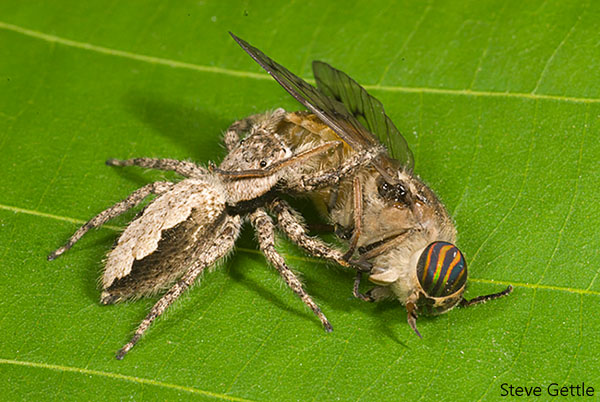 Jumping Spider with Prey