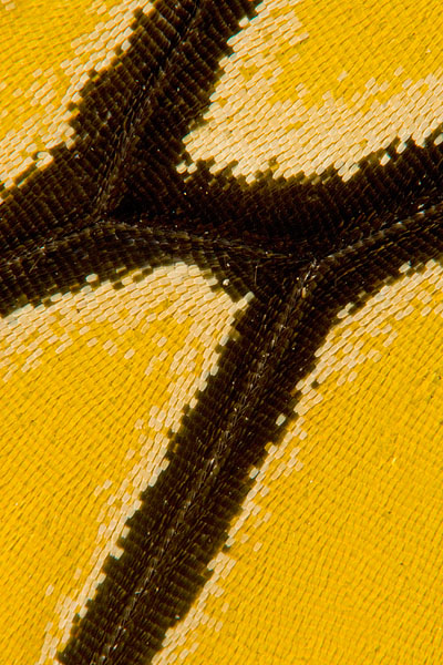 Monarch Butterfly Wing Scales