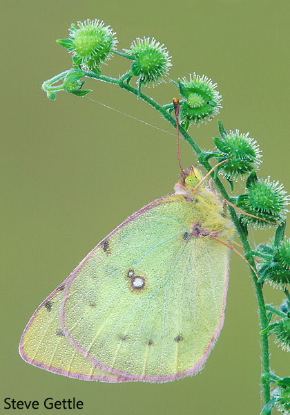 Cloudless Sulpher