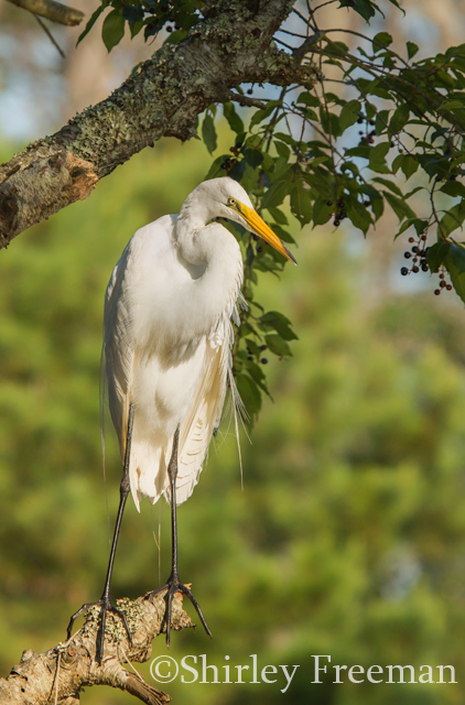 Egret Perched in a Tree