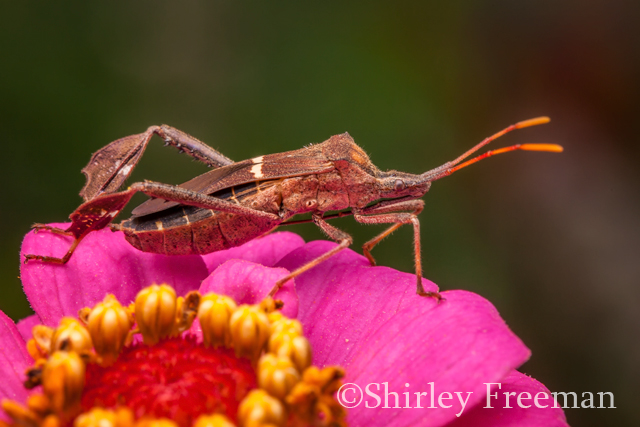 Leaf Footed Bug
