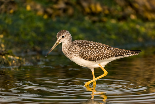 Lesser Yellowlegs