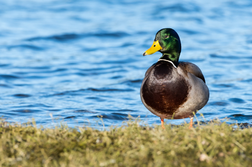 Ducky